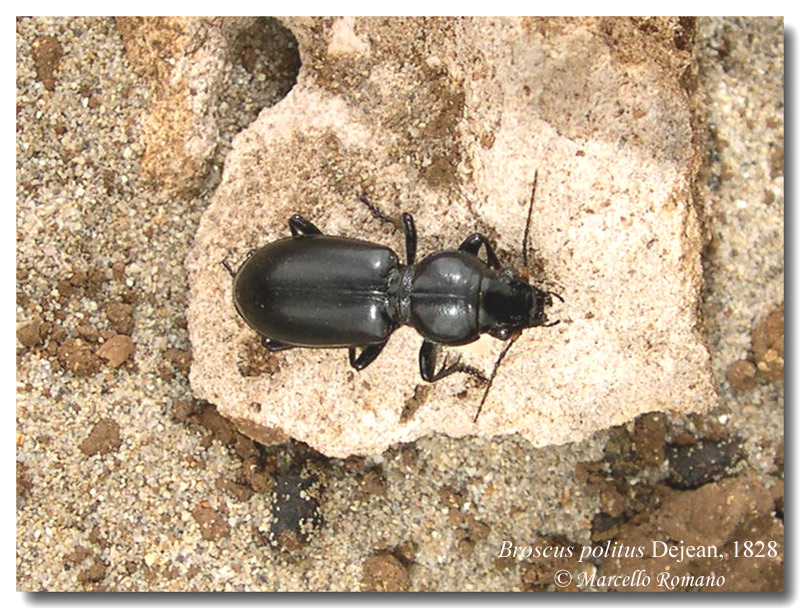 Un bel Carabide siculo-maghrebino: Broscus politus